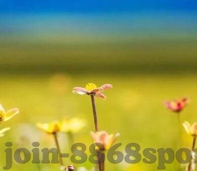 手机足球比分spbo-手机里的足球战场，SPBO比分APP——球迷的掌上观赛神器